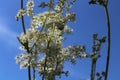 Blossoming meadowsweet in the meadow