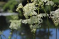 Blossoming meadowsweet in the meadow