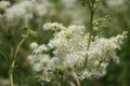 Blossoming meadowsweet in the meadow