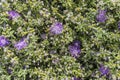 blossoming Mesembryanthemum nodiflorum plant at botanic gardens, Worcester