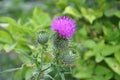 Blossoming Milk Thistle flower. Milk Thistle `Silybum marianum`. Also known as Marian`s Thistle, St. Mary`s Thistle, Holy Thistle.