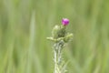 Blossoming milk thistle flower over green background, close up, macro