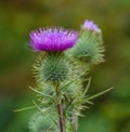 Blossoming Milk Thistle flower. Milk Thistle `Silybum marianum`. Also known as Marian`s Thistle, St. Mary`s Thistle, Holy Thistle