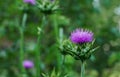 Blossoming Milk Thistle 'Silybum marianum' flower.