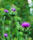 Blossoming Milk Thistle 'Silybum marianum' flower.