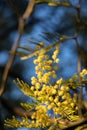 Blossoming of mimosa tree (Acacia dealbata, silver wattle) close up in spring, bright yellow flowers Royalty Free Stock Photo