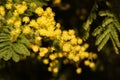 Blossoming of mimosa tree (Acacia dealbata, silver wattle) close up in spring, bright yellow flowers Royalty Free Stock Photo