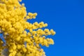 Blossoming of mimosa tree (Acacia dealbata, silver wattle) close up in spring, bright yellow flowers Royalty Free Stock Photo