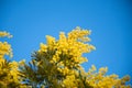Blossoming of mimosa tree (Acacia dealbata, silver wattle) close up in spring, bright yellow flowers Royalty Free Stock Photo