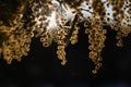 Blossoming of mimosa tree (Acacia dealbata, silver wattle) close up in spring, bright yellow flowers Royalty Free Stock Photo