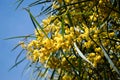 Blossoming of mimosa tree Acacia pycnantha,  golden wattle close up in spring, bright yellow flowers, coojong, golden wreath wat Royalty Free Stock Photo