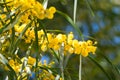 Blossoming of mimosa tree Acacia pycnantha, golden wattle close up in spring, bright yellow flowers, coojong Royalty Free Stock Photo