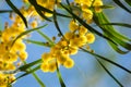 Blossoming of mimosa tree Acacia pycnantha, golden wattle close up in spring, bright yellow flowers, coojong Royalty Free Stock Photo