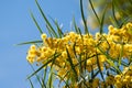 Blossoming of mimosa tree Acacia pycnantha, golden wattle close up in spring, bright yellow flowers, coojong Royalty Free Stock Photo