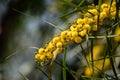 Blossoming of mimosa tree Acacia pycnantha, golden wattle close up in spring, bright yellow flowers, coojong Royalty Free Stock Photo