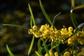 Blossoming of mimosa tree Acacia pycnantha, golden wattle close up in spring, bright yellow flowers, coojong Royalty Free Stock Photo