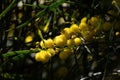 Blossoming of mimosa tree Acacia pycnantha, golden wattle close up in spring, bright yellow flowers, coojong Royalty Free Stock Photo