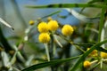 Blossoming of mimosa tree Acacia pycnantha,  golden wattle close up in spring, bright yellow flowers, coojong, golden wreath wat Royalty Free Stock Photo