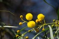 Blossoming of mimosa tree Acacia pycnantha,  golden wattle close up in spring, bright yellow flowers, coojong, golden wreath wat Royalty Free Stock Photo