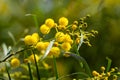 Blossoming of mimosa tree Acacia pycnantha,  golden wattle close up in spring, bright yellow flowers, coojong, golden wreath wat Royalty Free Stock Photo