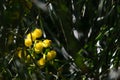 Blossoming of mimosa tree Acacia pycnantha,  golden wattle close up in spring, bright yellow flowers, coojong, golden wreath wat Royalty Free Stock Photo