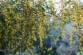Blossoming of mimosa tree , Acacia saligna . Royalty Free Stock Photo