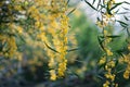 Blossoming of mimosa tree , Acacia saligna . Royalty Free Stock Photo