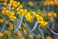 Blossoming mimosa yellow flowers, natural background