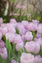 Blossoming Mistic Prince tulips, selective focus, Spring Women`s Day March 8 postcard