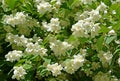 The blossoming mock orange - a false jasmine Philadelphus L.