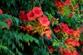 Blossoming morning glory Royalty Free Stock Photo