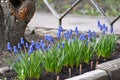 The blossoming mouse hyacinth racemose (Muscari botryoides (L.)