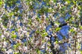 Blossoming nanking cherry Royalty Free Stock Photo