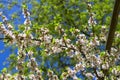 Blossoming nanking cherry Royalty Free Stock Photo