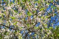 Blossoming nanking cherry Royalty Free Stock Photo