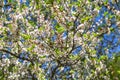 Blossoming nanking cherry