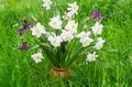 Blossoming narcissuses in a vase among a green grass