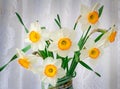 Blossoming narcissuses in a vase on a table. Royalty Free Stock Photo