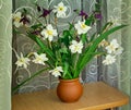 Blossoming narcissuses in a vase on a table. Royalty Free Stock Photo