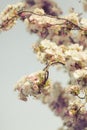 Blossoming new leaves and flowers in faded saturated pastel tone Royalty Free Stock Photo
