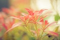 Blossoming new leaves and flowers in faded saturated pastel tone Royalty Free Stock Photo