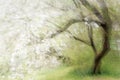 Blossoming old cherry tree, abstract multiple exposure that reminds of a painting, copy space, blurry soft focus