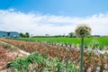 A blossoming onion flower against a blurred rural backdrop