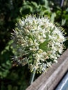 Blossoming onion, Onion Inflorescence Royalty Free Stock Photo