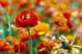 Blossoming orange buttercup flower stand up in the middle of a field