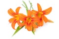 Blossoming orange lilies isolated on a white background