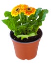 Blossoming orange of pink gerbera in flowerpot isolated on white