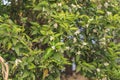 blossoming orange tree