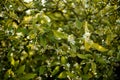 Blossoming orange tree in the field