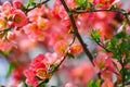 Blossoming orange tree